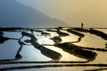 Ruộng bậc thang, Terraced rice fields, hình nền, nền, background - Quangpraha