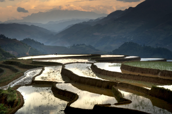 Ruộng bậc thang, Terraced rice fields, hình nền, nền, background- Quangpraha
