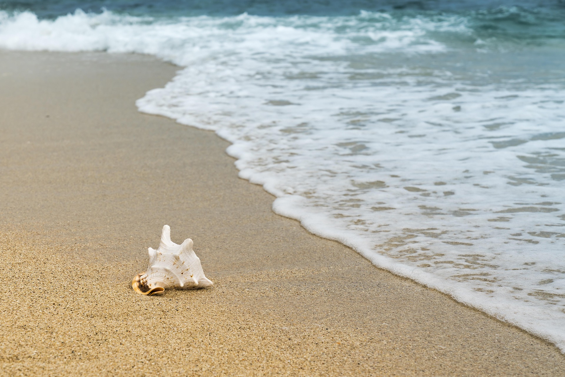 Vỏ ốc, seashell, bãi biển, beach, cát vàng, yellow sand, sóng biển, sea wave - Quangpraha