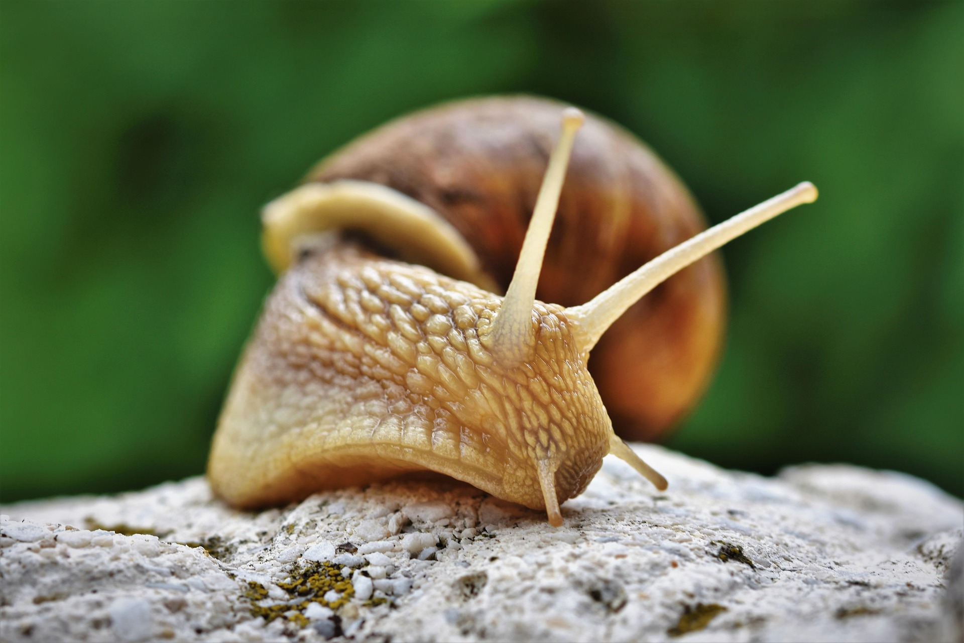 Ốc sên snail, lá, leaf, cận cảnh, close-up, thiên nhiên nature - Ralphs_Fotos
