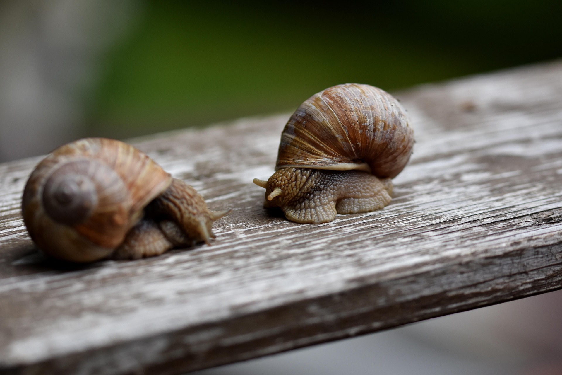 Ốc sên, snail, cận cảnh, close-up, bề mặt gỗ wooden texture, tự nhiên, nature - Ralphs_Fotos