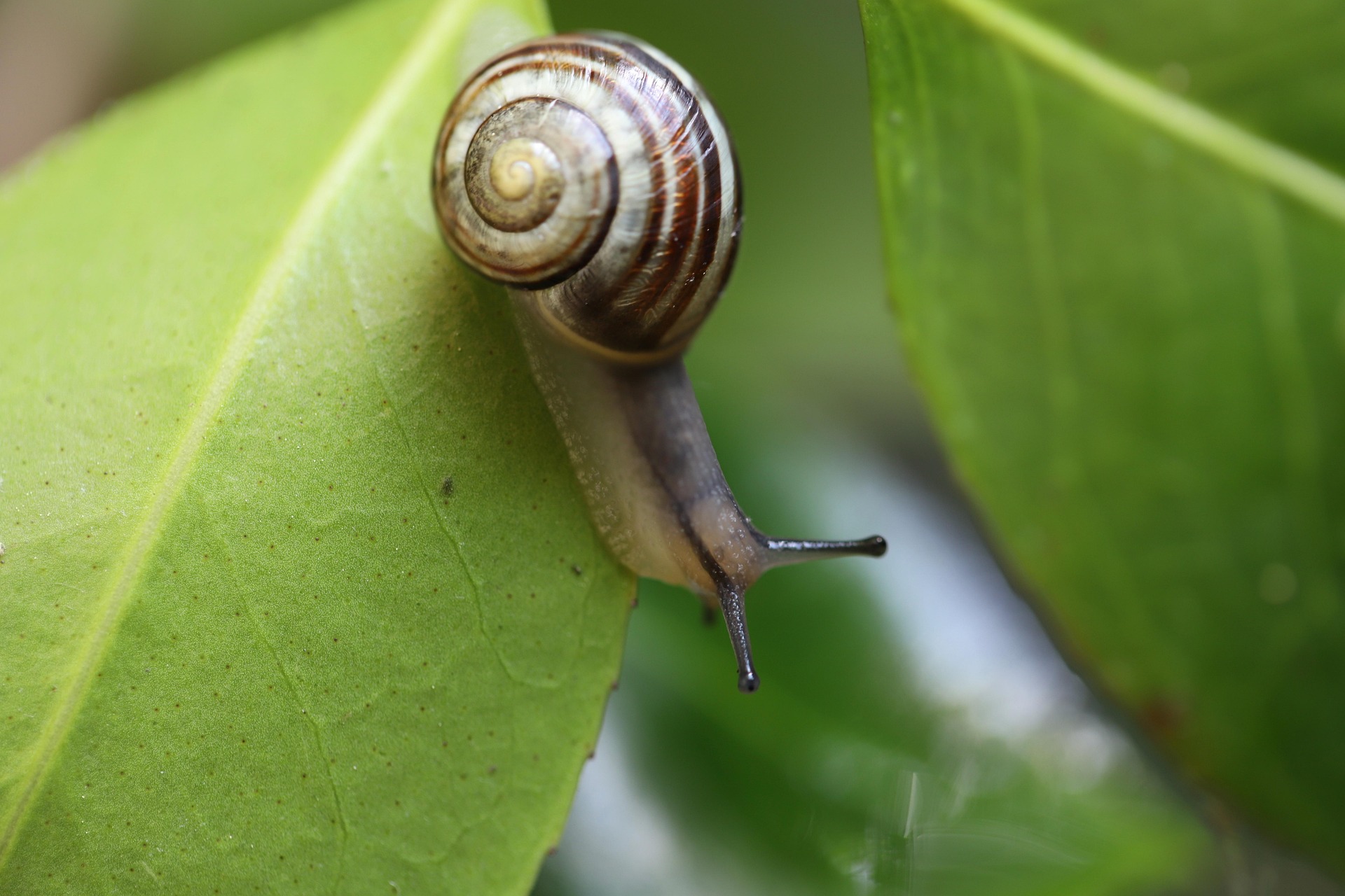 Ốc sên snail, lá, leaf, cận cảnh, close-up, thiên nhiên nature - Nennieinszweidrei