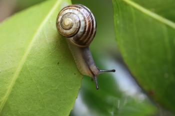 Ốc sên snail, lá, leaf, cận cảnh, close-up, thiên nhiên nature - Nennieinszweidrei