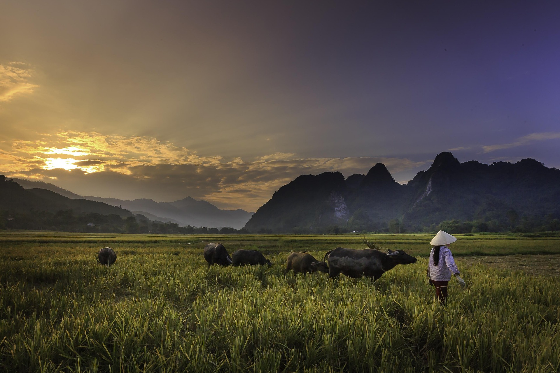 Đàn trâu, cánh đồng, đồng quê, buffalo, field, countryside - Quangpraha 2