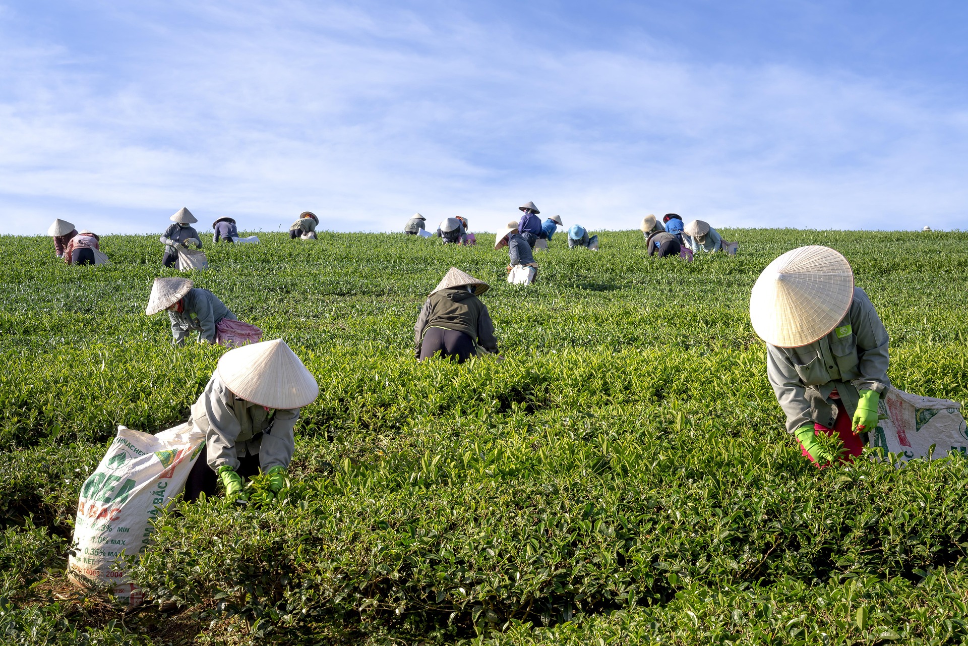 Đồi chè,tea hill,thu hoạch chè, Tea harvesting, hình nền, nền, background- Quangpraha