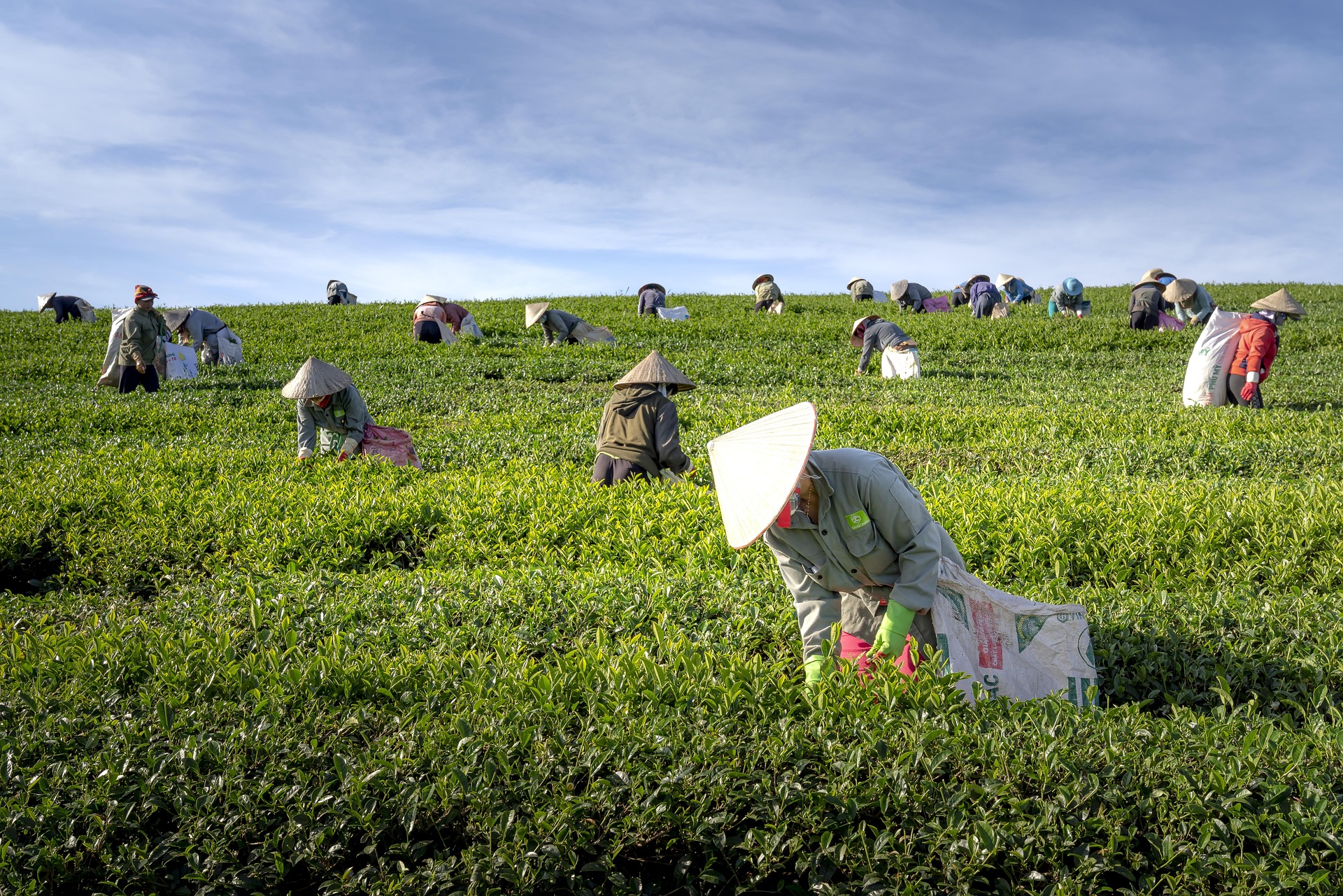 Đồi chè,tea hill,thu hoạch chè, Tea harvesting, hình nền, nền, background- Quangpraha