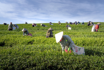 Đồi chè,tea hill,thu hoạch chè, Tea harvesting, hình nền, nền, background- Quangpraha