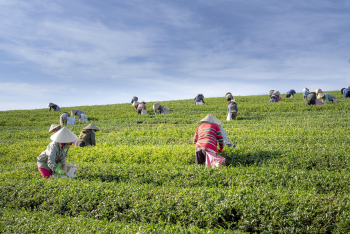 Đồi chè,tea hill,thu hoạch chè, Tea harvesting, hình nền, nền, background - Quangpraha