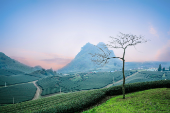 Mộc Châu, cánh đồng chè, tea plantation, luống cây, rows, đồi, hills, nông nghiệp, agriculture, phong cảnh, landscape-  ToanNguyen