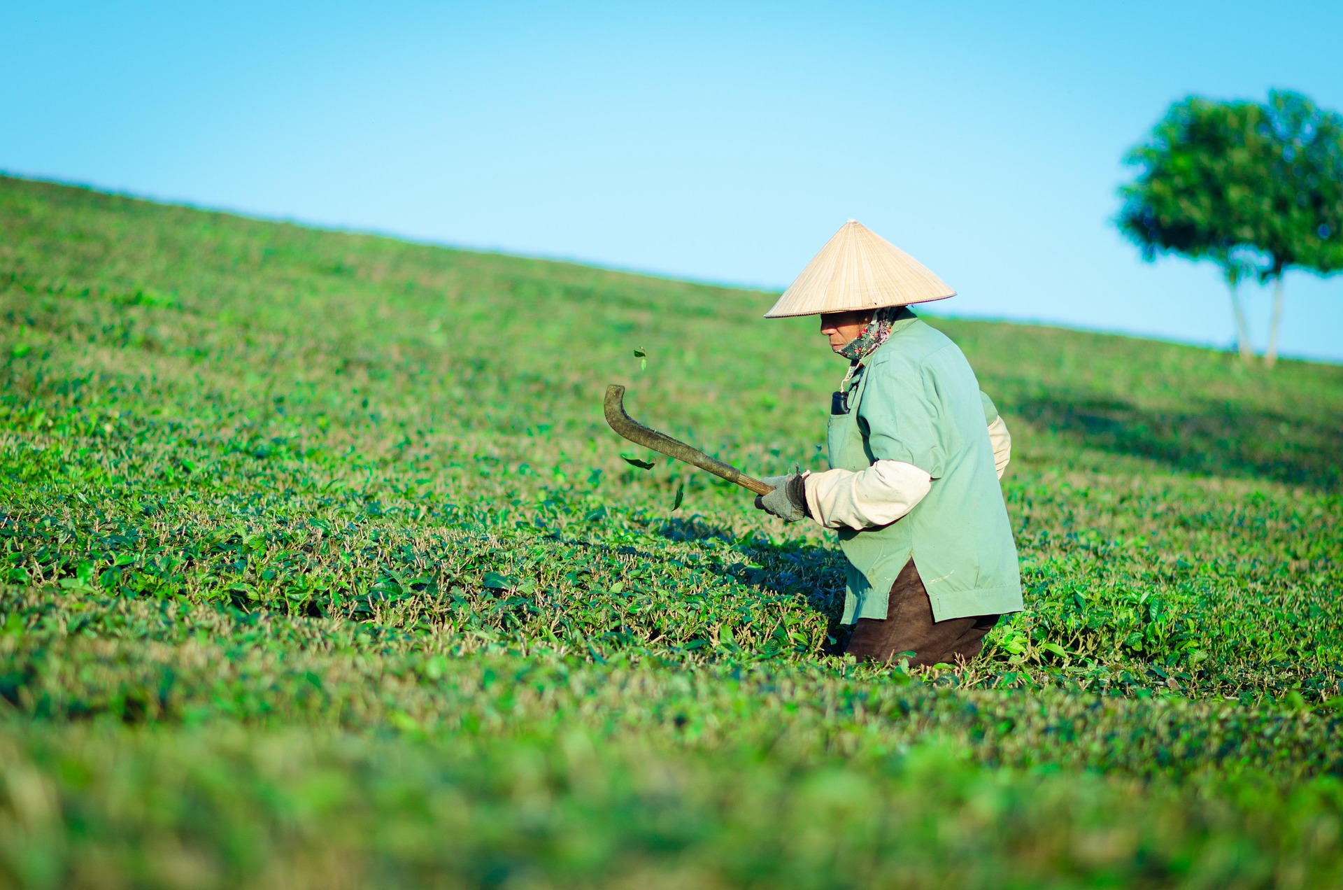 Cánh đồng lúa, rice field, nông nghiệp, agriculture, cảnh Việt Nam-  Namdung9x