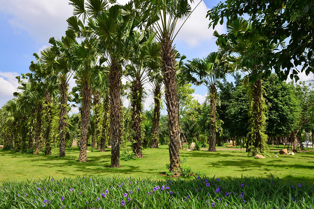 Cây, tree, Văn Giang, Hưng Yên, hình nền, nền, background-56april