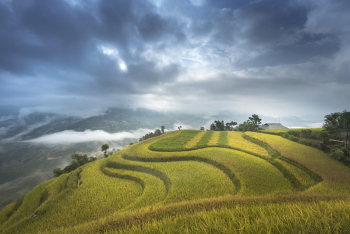 Ruộng bậc thang, terraced fields, lúa, rice, núi rừng, mountains- Quangpraha 1