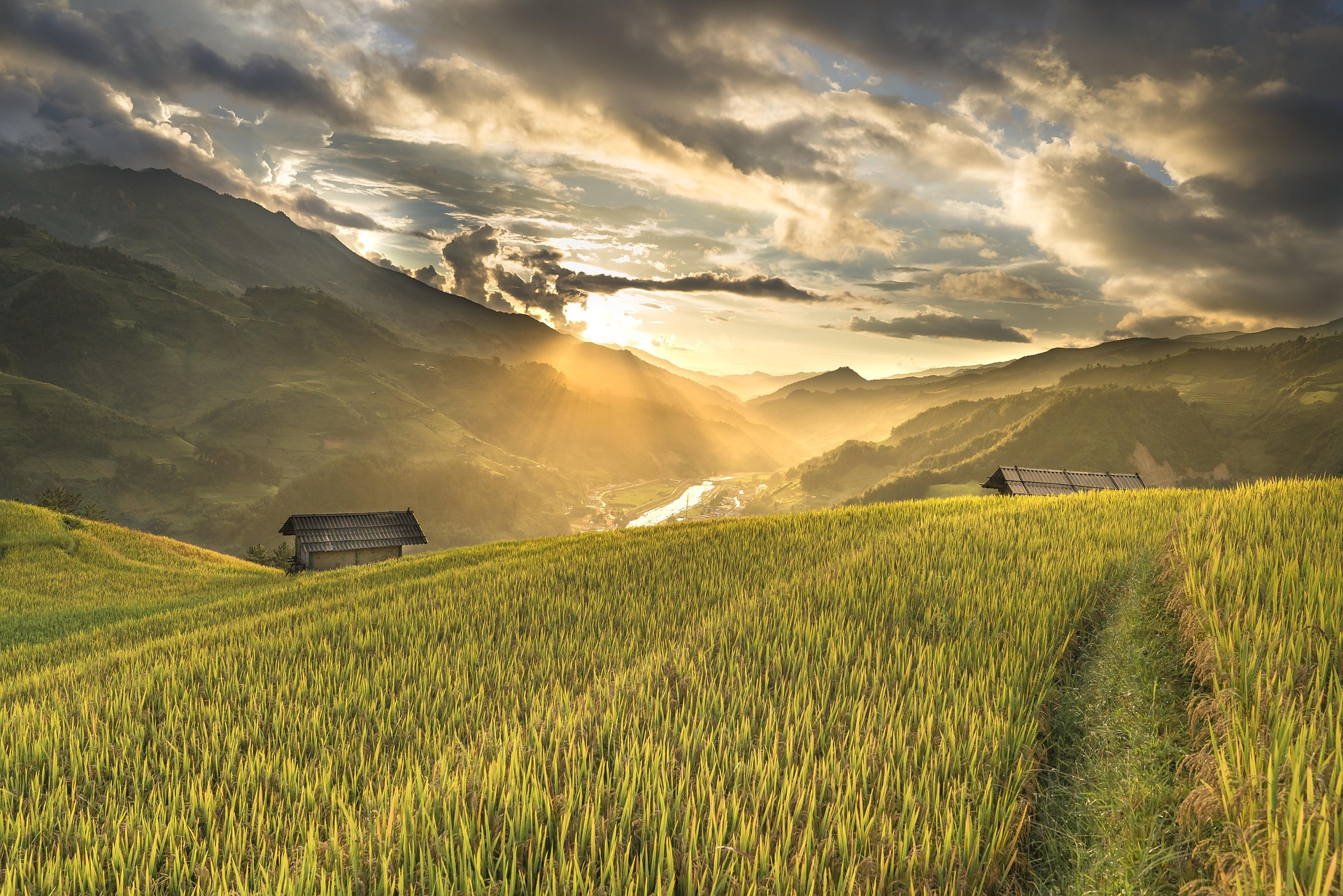 Ruộng bậc thang, terraced fields, lúa, rice, núi rừng, mountains- Quangpraha 3