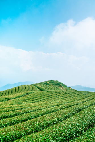 Đồi chè, tea hill, green field, cánh đồng xanh, mountain view, phong cảnh núi, fresh air, không khí trong lành, nature landscape, cảnh quan thiên nhiên - Lii