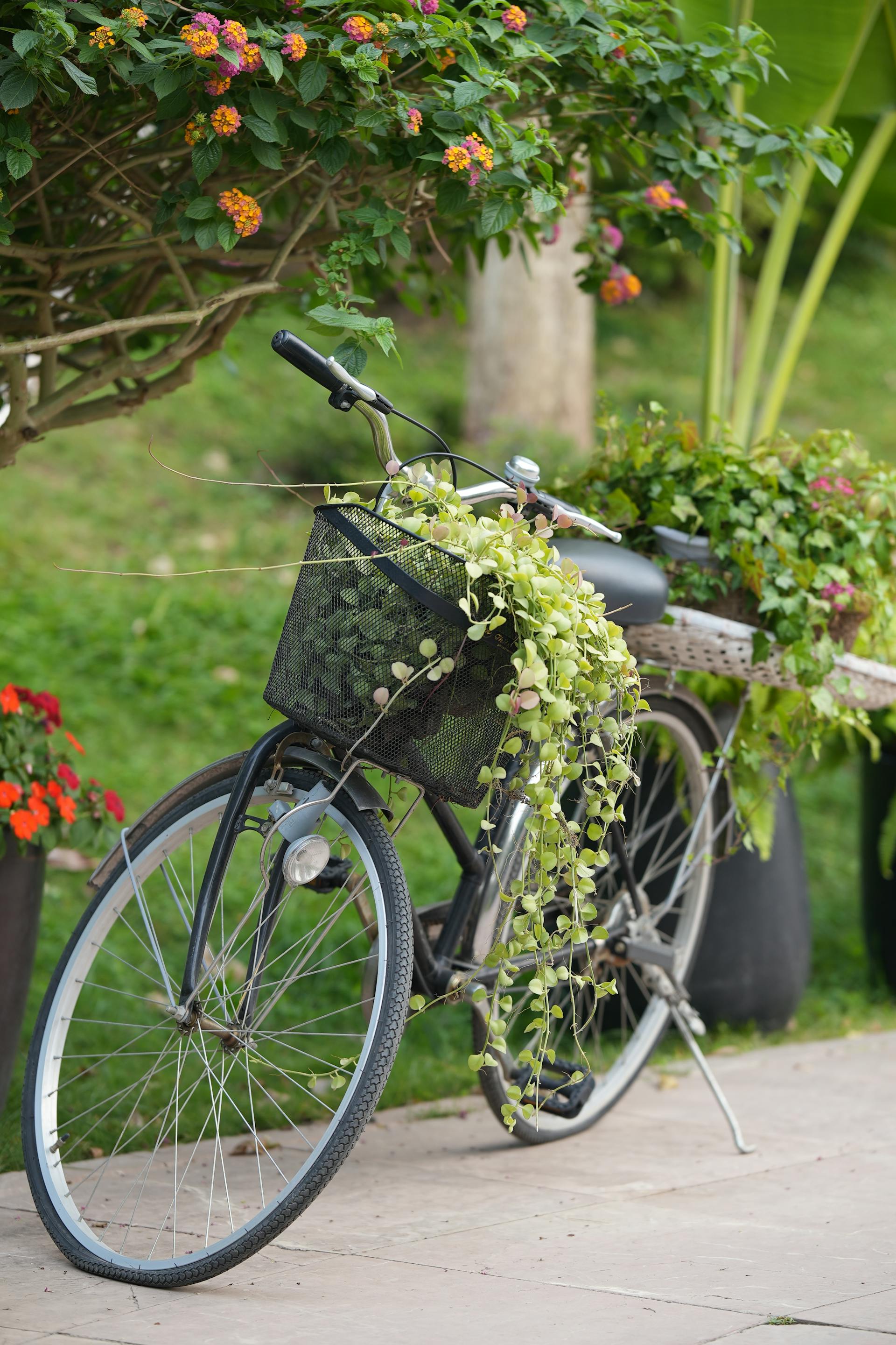 Xe đạp, xe đạp thể thao, xe, bike, thể thao, sport - Neo Khuat