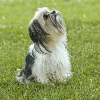 Shih tzu, lông, fur, chó, dog, thú cưng, pet, vật nuôi, domestic animal, động vật, animal, dễ thương, cute, cỏ, grass - Alexas Fotos