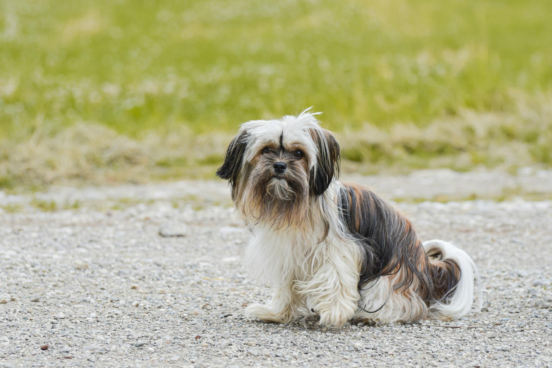 Shih tzu, lông, fur, chó, dog, thú cưng, pet, vật nuôi, domestic animal, động vật, animal, dễ thương, cute, cỏ, grass - Alexas Fotos 3