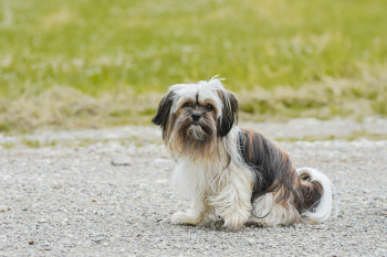 Shih tzu, lông, fur, chó, dog, thú cưng, pet, vật nuôi, domestic animal, động vật, animal, dễ thương, cute, cỏ, grass - Alexas Fotos 3