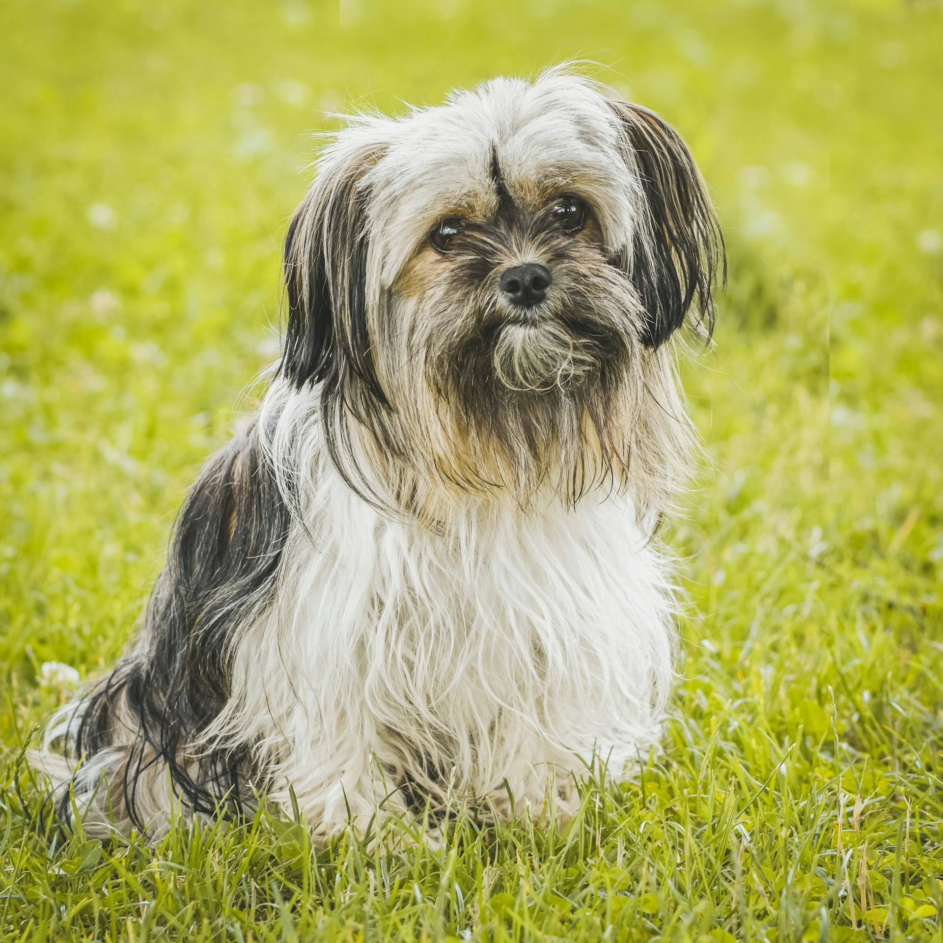 Shih tzu, lông, fur, chó, dog, thú cưng, pet, vật nuôi, domestic animal, động vật, animal, dễ thương, cute, cỏ, grass - Alexas Fotos 1