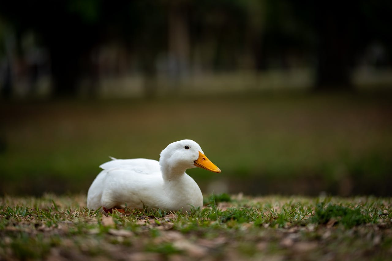 Con vịt, duck, cỏ, grass, vịt trắng, animal, động vật - Connor McManus