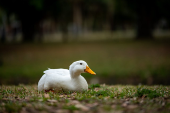 Con vịt, duck, cỏ, grass, vịt trắng, animal, động vật - Connor McManus