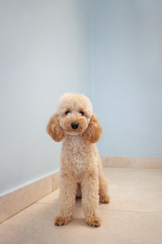 Chó poodle, poodle, chó, dog, lông, fur, thú cưng, pet, vật nuôi, domestic animal, động vật, animal, dễ thương, cute, tường, wall - Archibald Marajas