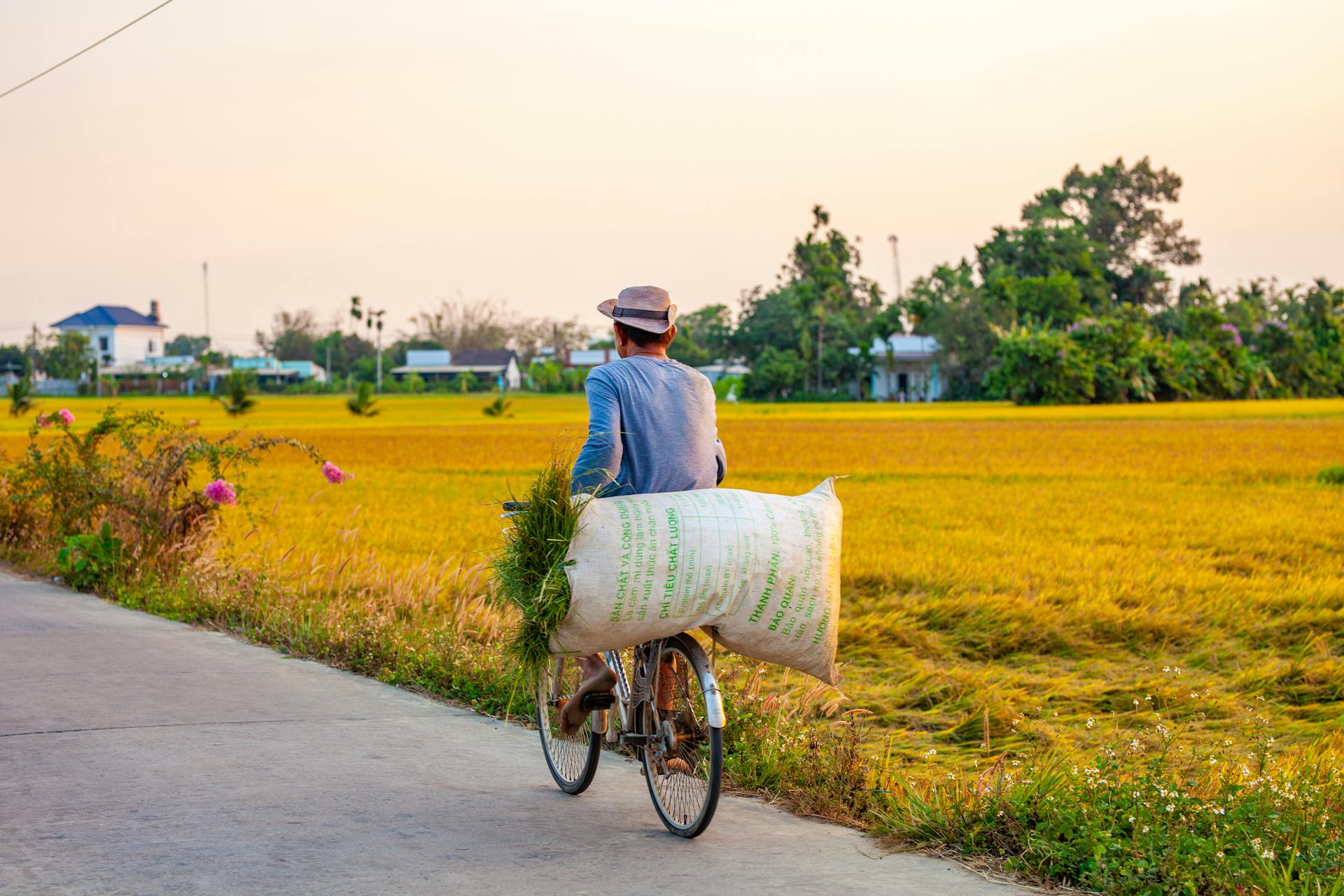 Xe đạp, bicycle, người đàn ông, man, đạp xe, ride bicycle, bao tải, sack, cánh đồng lúa, rice field, nông thôn, rural - Bảo Minh