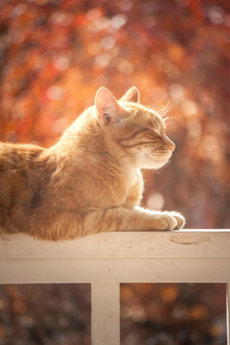 Con mèo, cat, động vật, dễ thương, mèo vàng, sand, animal, cute, yellow cat - Bekka Mongeau