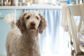 Chó poodle, poodle, chó, dog, lông, fur, thú cưng, pet, vật nuôi, domestic animal, động vật, animal, dễ thương, cute - Berend de Kort