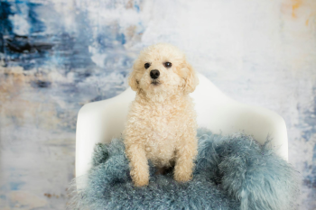 Chó poodle, poodle, chó, dog, lông, fur, thú cưng, pet, vật nuôi, domestic animal, động vật, animal, dễ thương, cute, ghế, chair - Blue Orchid Creations Photography
