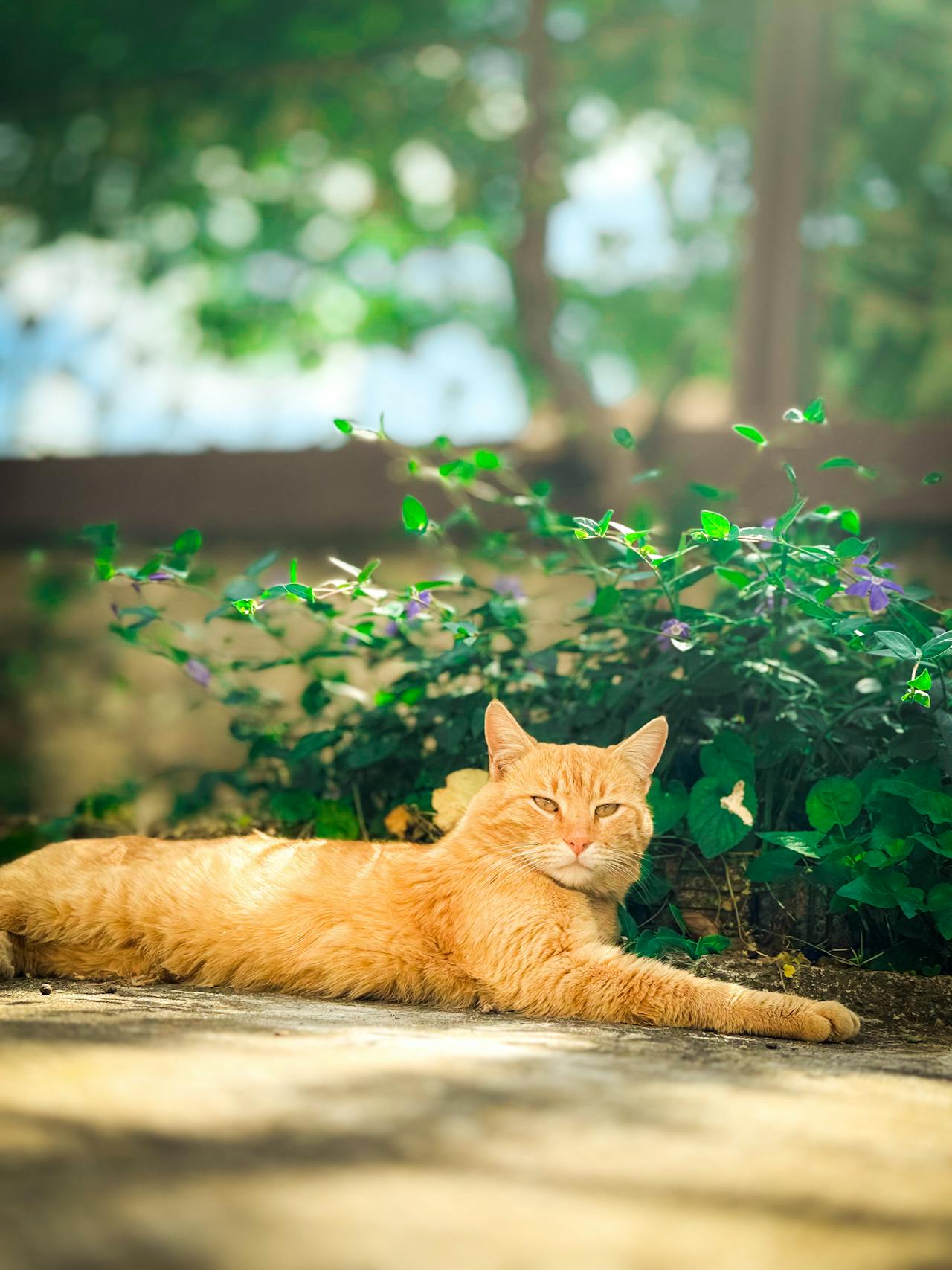 Con mèo, cat, động vật, dễ thương, mèo vàng, sand, animal, cute, yellow cat - Boyana