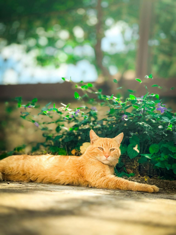 Con mèo, cat, động vật, dễ thương, mèo vàng, sand, animal, cute, yellow cat - Boyana