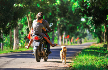 Xe máy, motorbike, đi xe máy, ride motorbike, chó, dog,nắng, sunny, hàng cây, row of trees - C.T. PHAT