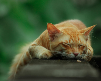 Con mèo, cat, động vật, dễ thương, mèo vàng, mèo Anh, sand, animal, cute, yellow cat  - ch3tak