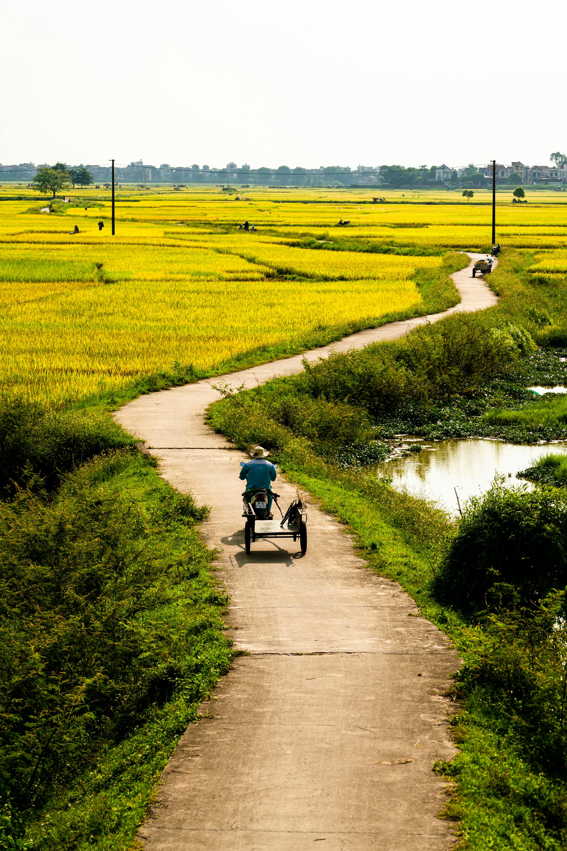 Xe ba gác, motorized tricycle, xe máy, motorbike, người đàn ông, man, cánh đồng lúa, rice field, đường làng, village road, nông thôn, countryside - chiến bá 1