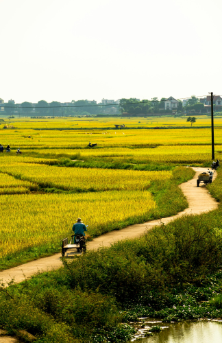 Xe ba gác, motorized tricycle, xe máy, motorbike, người đàn ông, man, cánh đồng lúa, rice field, đường làng, village road, nông thôn, countryside - chiến bá