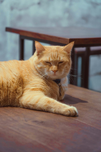 Con mèo, cat, động vật, dễ thương, mèo vàng, sand, animal, cute, yellow cat - Khanh Nguyen