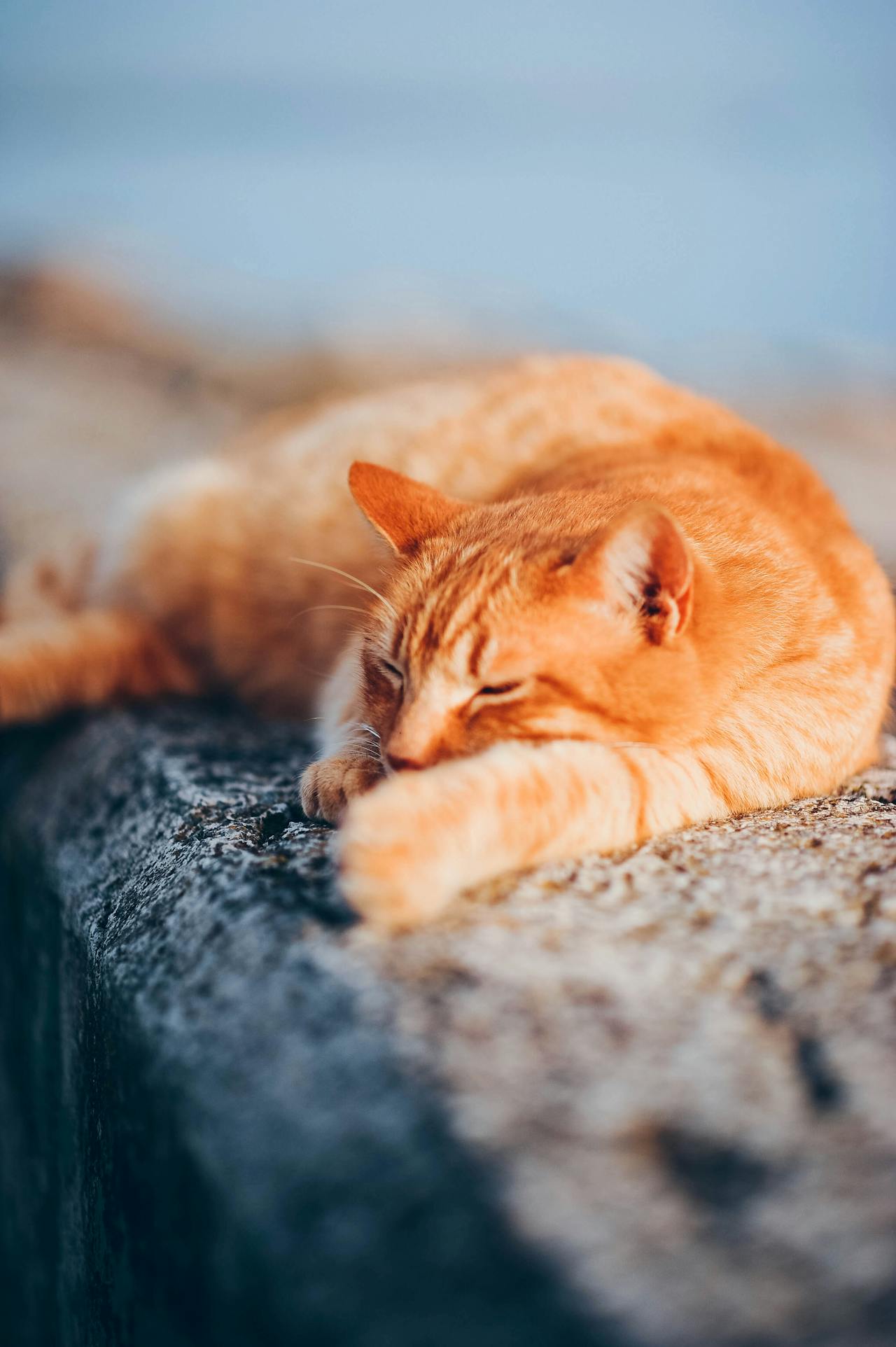Con mèo, cat, động vật, dễ thương, mèo vàng, sand, animal, cute, yellow cat - Daka 1