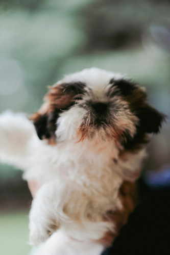 Chó shih tzu, shih tzu, chó, dog, thú cưng, pet, vật nuôi, domestic animal, động vật, animal, dễ thương, cute, lông, fur - Daka 1