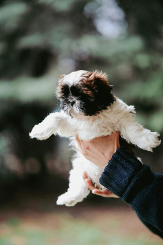 Chó shih tzu, shih tzu, chó, dog, thú cưng, pet, vật nuôi, domestic animal, động vật, animal, dễ thương, cute, lông, fur - Daka 3