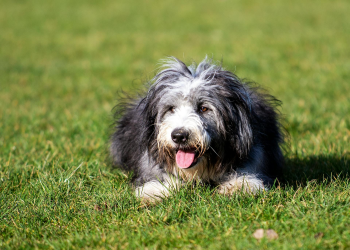 Shih tzu, lông, fur, chó, dog, thú cưng, pet, vật nuôi, domestic animal, động vật, animal, dễ thương, cute, cỏ, grass, thè lưỡi, tongue out - David Atkins