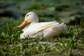 Con vịt, duck, cỏ, grass, vịt trắng, animal, động vật - Fred dendoktoor