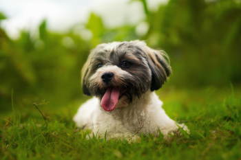 Shih tzu, lông, fur, chó, dog, thú cưng, pet, vật nuôi, domestic animal, động vật, animal, dễ thương, cute, cỏ, grass, thè lưỡi, tongue out - Dennis Bautista