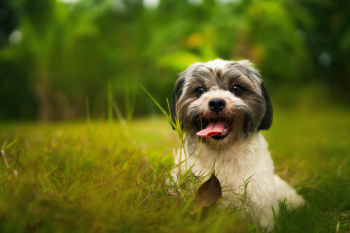 Shih tzu, lông, fur, chó, dog, thú cưng, pet, vật nuôi, domestic animal, động vật, animal, dễ thương, cute, cỏ, grass, thè lưỡi, tongue out - Dennis Bautista 2