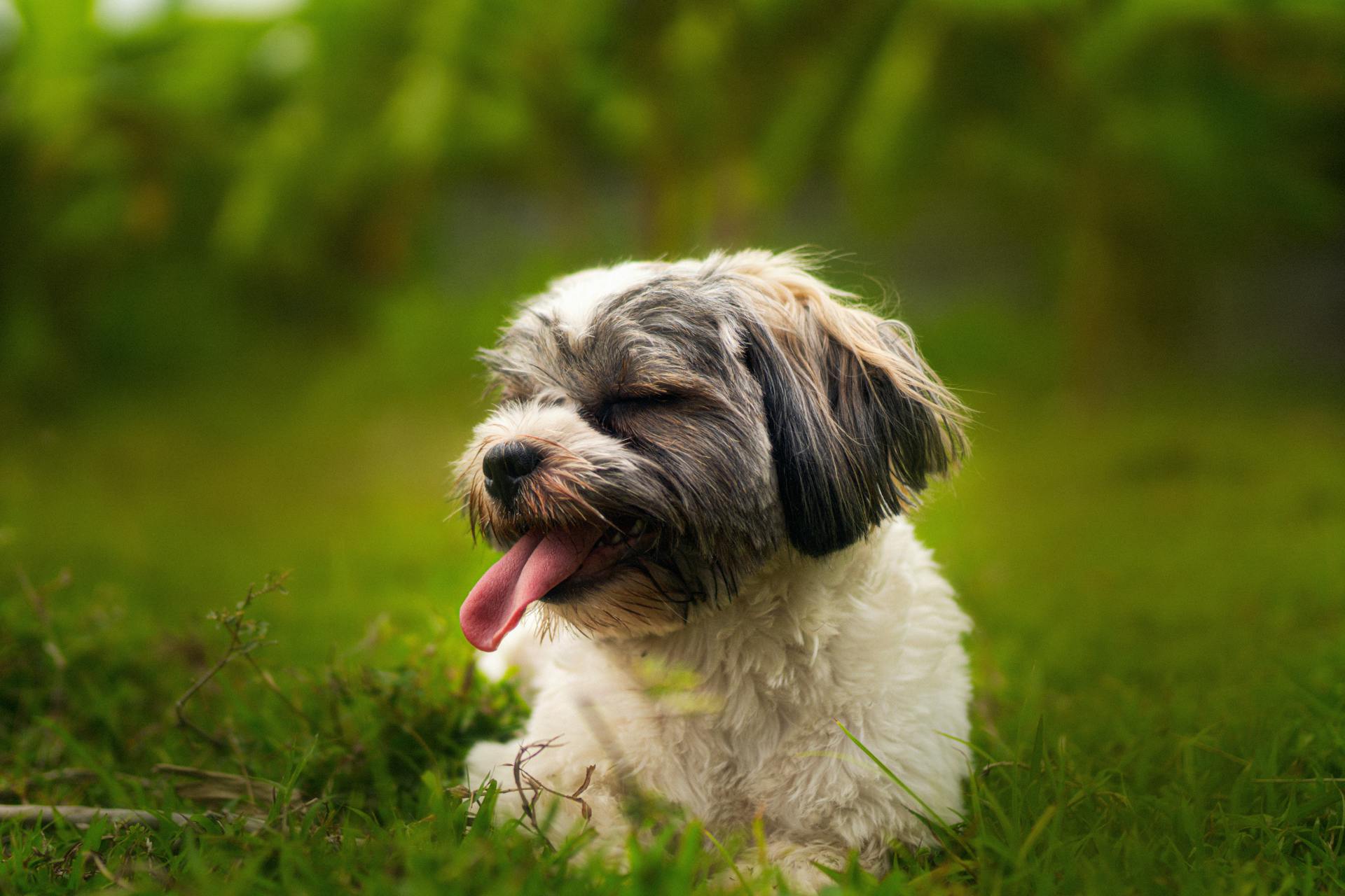 Shih tzu, lông, fur, chó, dog, thú cưng, pet, vật nuôi, domestic animal, động vật, animal, dễ thương, cute, cỏ, grass, thè lưỡi, tongue out - Dennis Bautista 1
