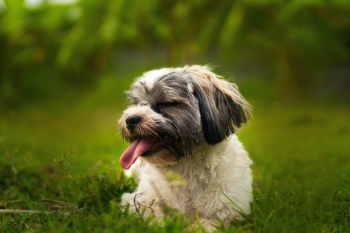 Shih tzu, lông, fur, chó, dog, thú cưng, pet, vật nuôi, domestic animal, động vật, animal, dễ thương, cute, cỏ, grass, thè lưỡi, tongue out - Dennis Bautista 1