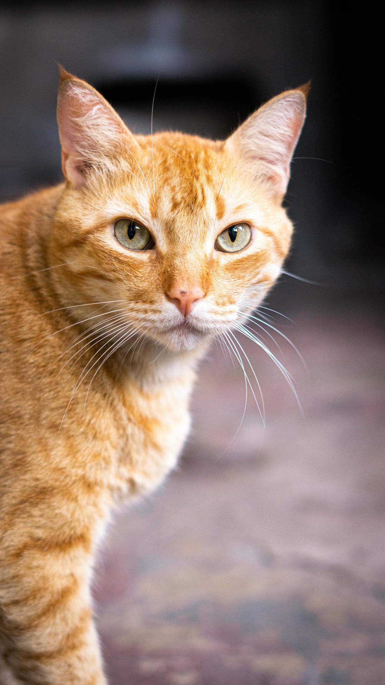 Con mèo, cat, động vật, dễ thương, mèo vàng, sand, animal, cute, yellow cat, - Edwin Lopez