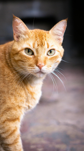 Con mèo, cat, động vật, dễ thương, mèo vàng, sand, animal, cute, yellow cat, - Edwin Lopez