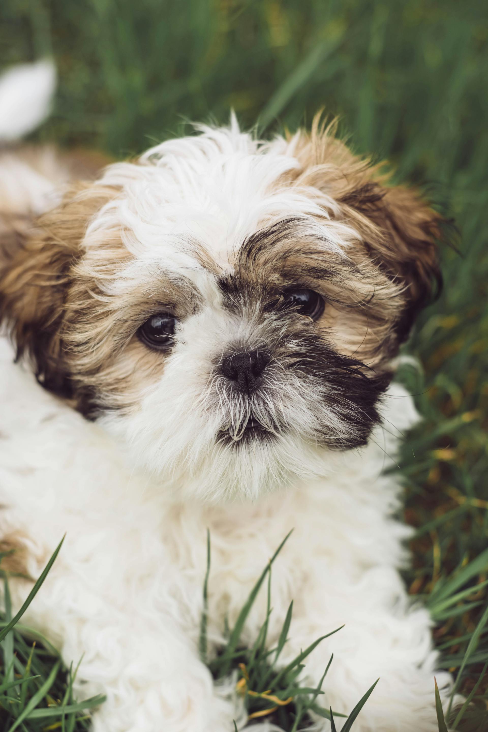 Chó shih tzu, shih tzu, chó, dog, thú cưng, pet, vật nuôi, domestic animal, động vật, animal, dễ thương, cute, lông, fur, cỏ, grass - Edyttka Stawiarska 3