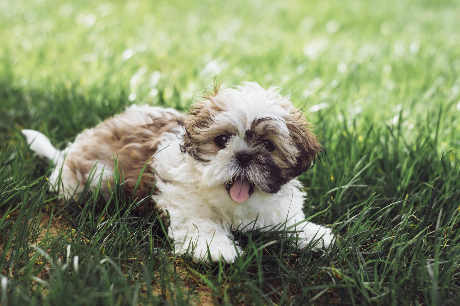 Chó shih tzu, shih tzu, chó, dog, thú cưng, pet, vật nuôi, domestic animal, động vật, animal, dễ thương, cute, lông, fur, cỏ, grass, thè luỡi, tongue out - Edyttka Stawiarska 1